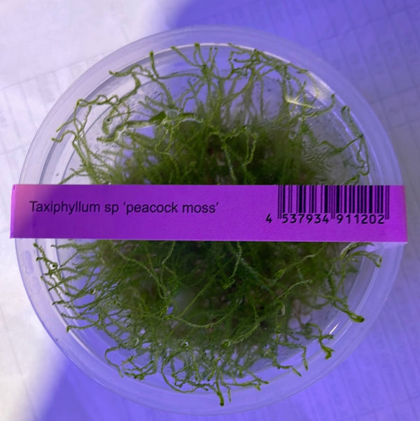 Taxiphyllum Peacock Moss IC808