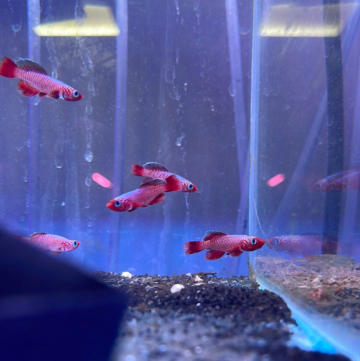 Ruby Killi (Nothobranchius rubripinnis)