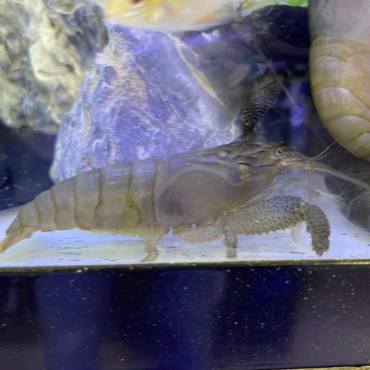 Atya vampire Shrimp