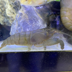 Atya vampire Shrimp (Atya gabonensis)