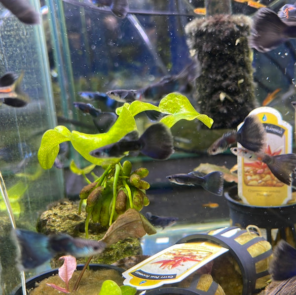 Black Moscow Guppy (Male)(Poecilia reticulata)