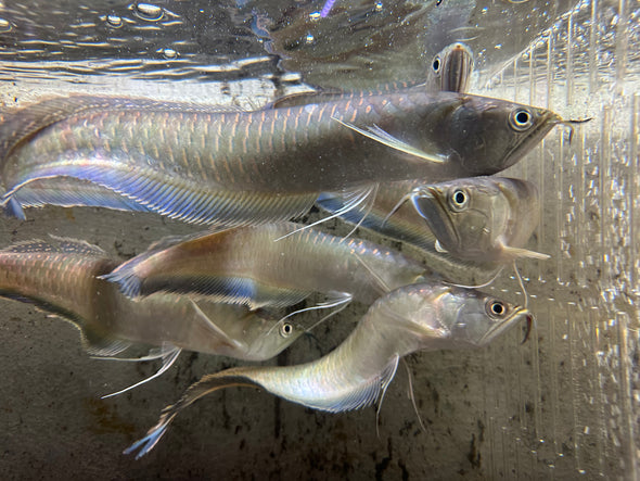 💦💛🧡 Monster Fish Tank 🧡💛💦 - Water Line Fish Aquarium