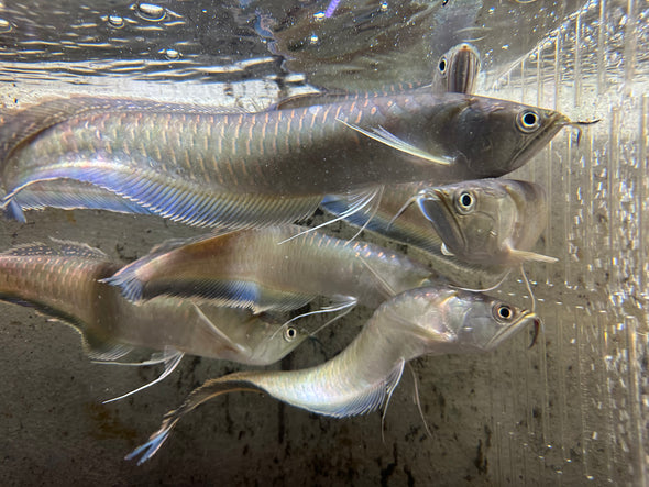 Black Arowana (Osteoglossum ferreirai)