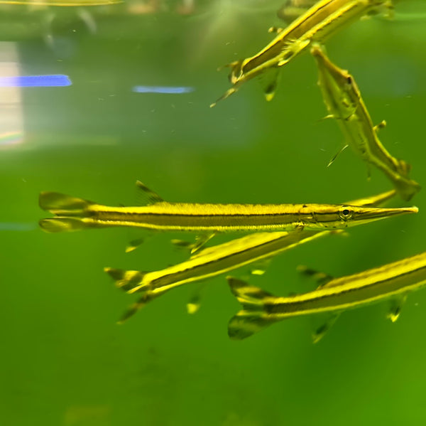 Spotted Pike Characin (Boulengerella maculata)