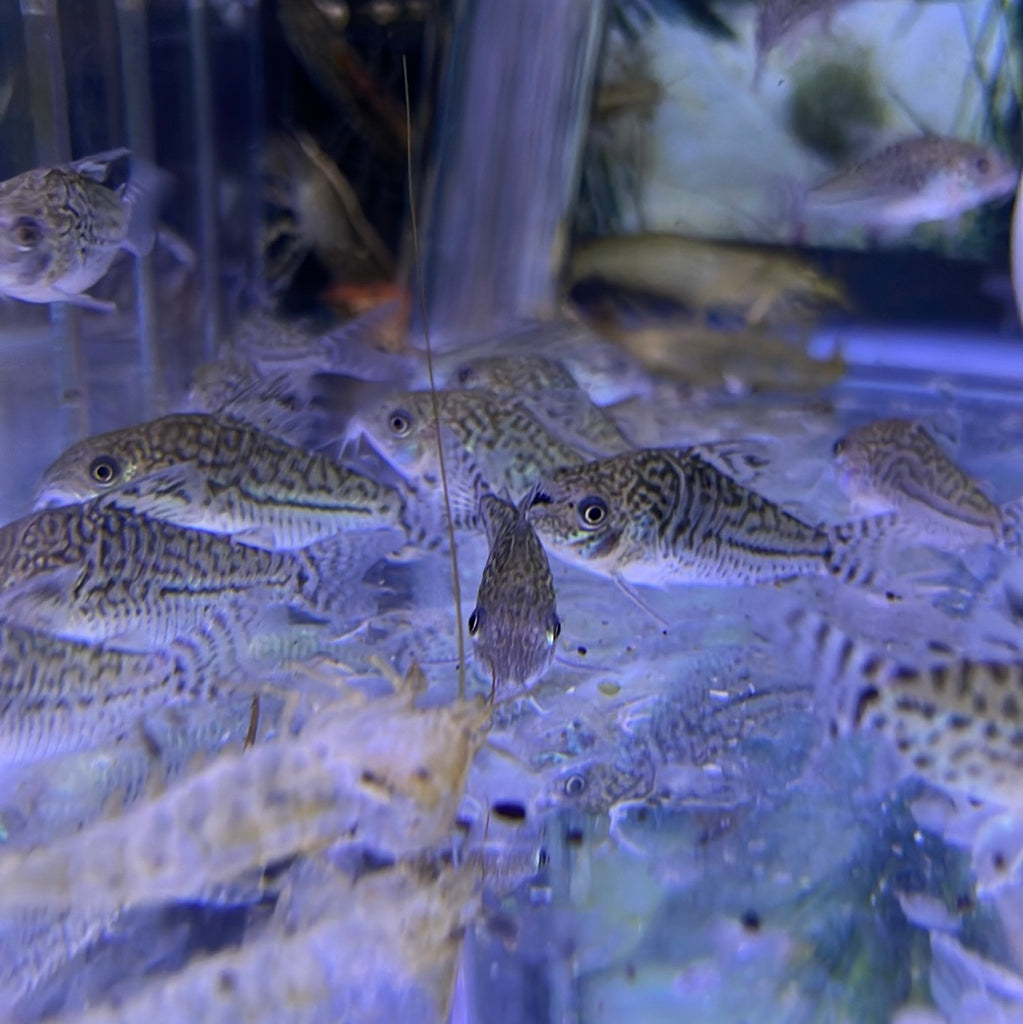 Spotted fin Cory