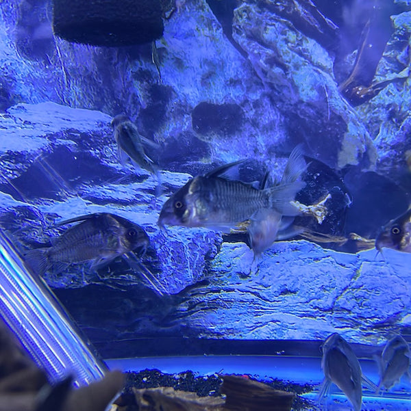 Cw45 False Armatus Cory