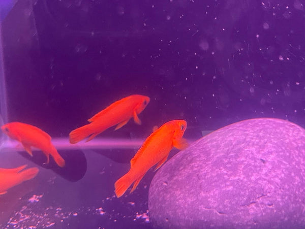 Leleupi Neolamprologus (Neolamprologus leleupi)