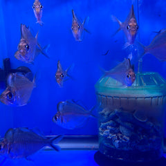 Hump Head Glass Fish