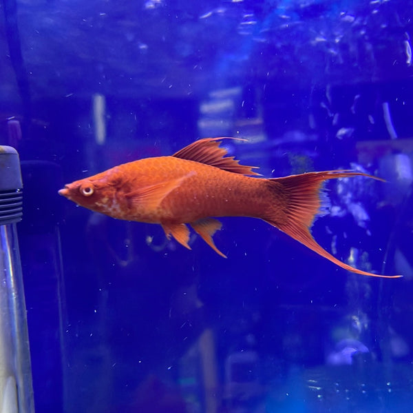 Super Red Albino Lyre Swordtail (Xiphophorus helleri)