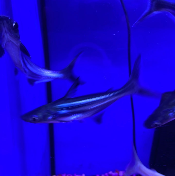 Iridescent Shark (Pangasianodon hypophthalmus)
