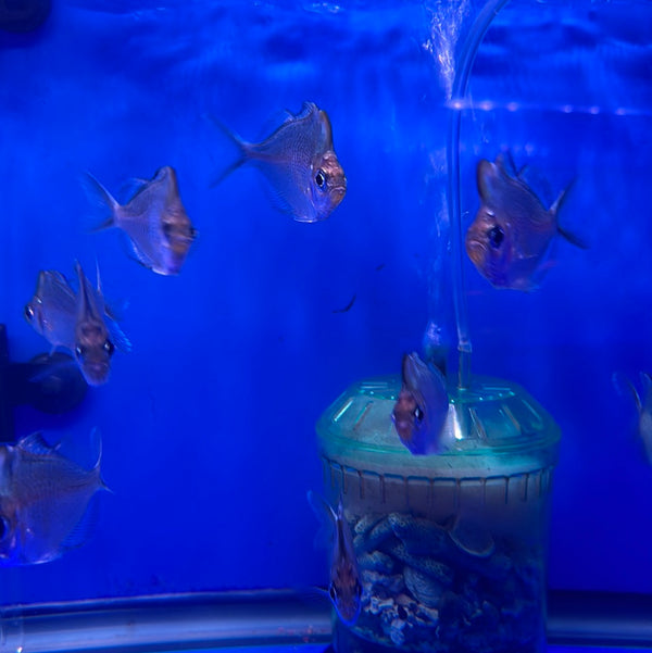 Hump Head Glass Fish