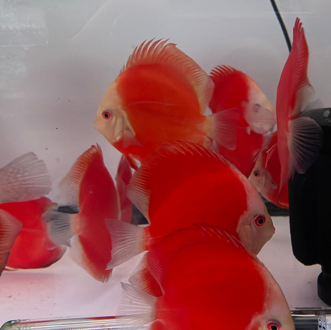 Discus Fish For Sale New York Buy Discus Fish Online