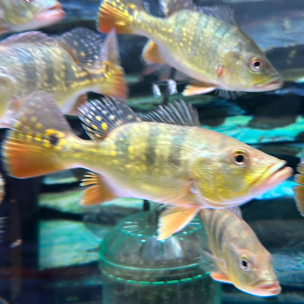 Short body Kelberi Peacock Bass (Cichla kelberi)