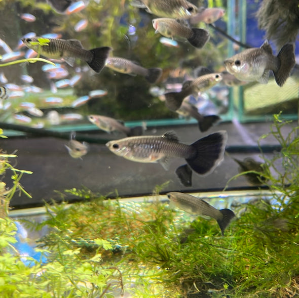 Black Moscow Guppy (Female) (Poecilia reticulata)