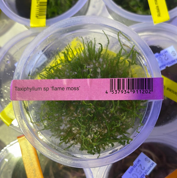 Taxiphyllum Sp. Flame Moss IC805