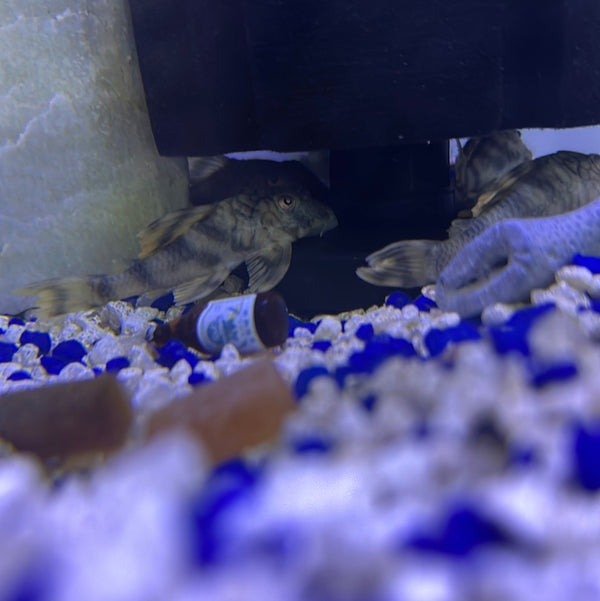 L135 Demini worm line Pleco (Peckoltia braueri)