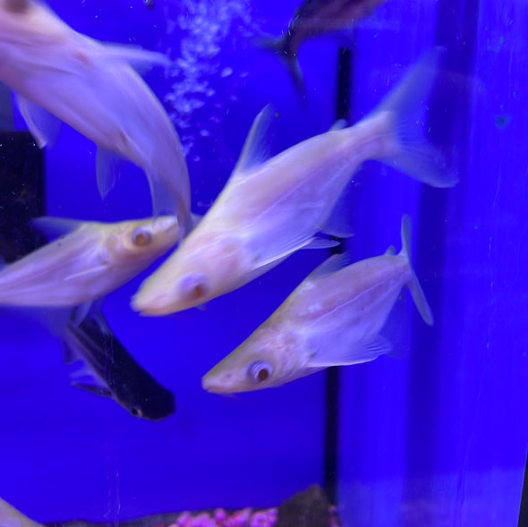 Albino Iridescent Shark (Pangasianodon hypophthalmus)