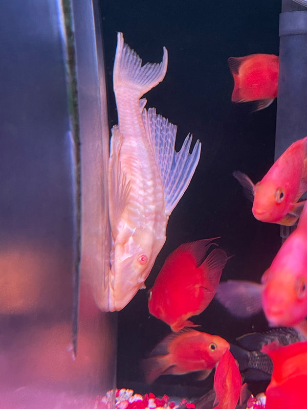 Albino Gibbceps sail fin pleco (Pterygoplichthys gibbiceps)