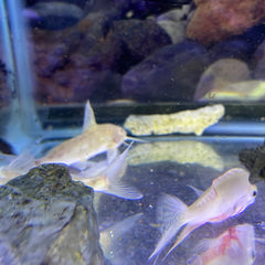 Albino multipunctatus Synodontis Catfish (Synodontis multipunctatus)