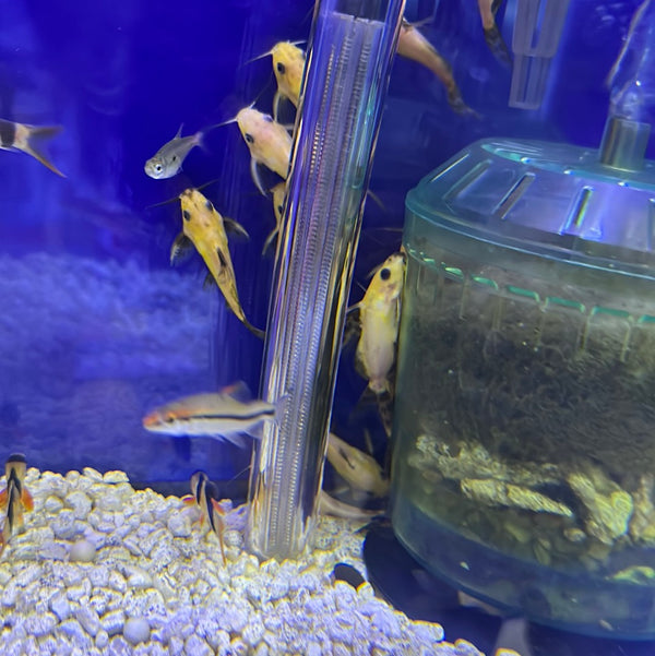 Yellow Nigrita Synodontis Catfish (Synodontis nigrita)