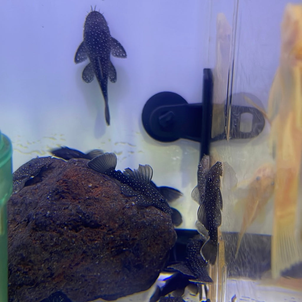 L181 Peppermint Bristlenose pleco (Ancistrus sp.) – monsteraquariumonline