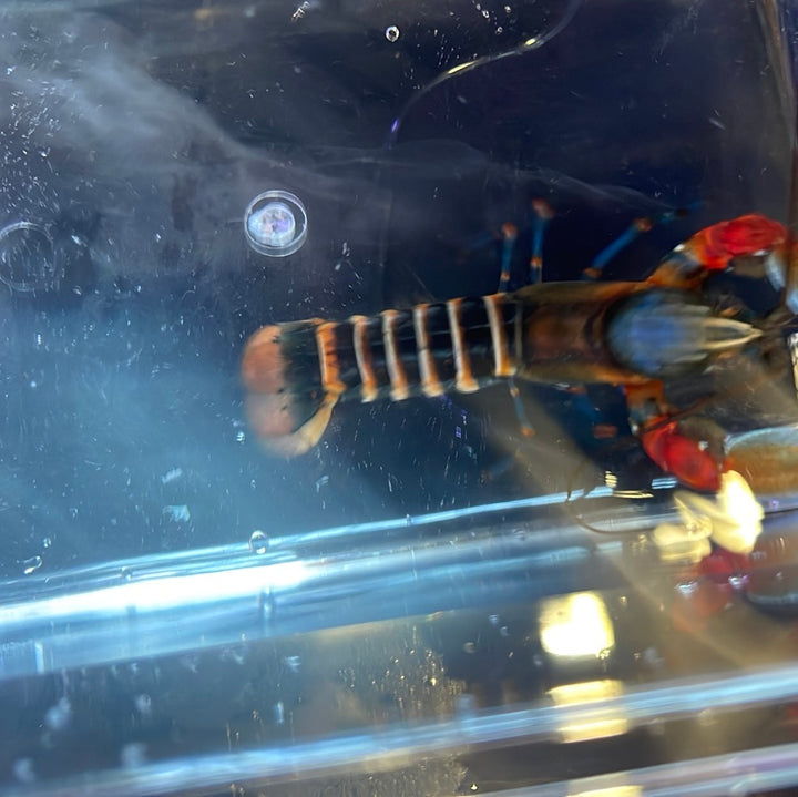 Red Claw Crayfish (Cherax peknyi)