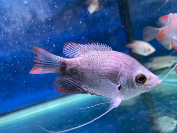 Red Tail Giant Gourami (Osphronemus laticlavius)