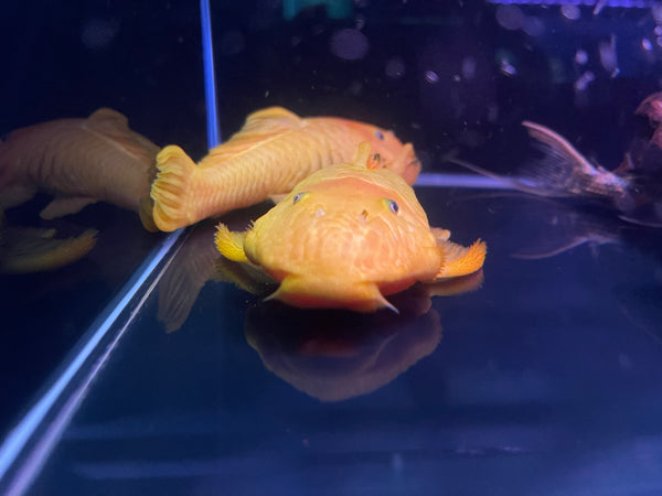 L056Y Yellow Chubby Pleco (Parancistrus aurantiacus)