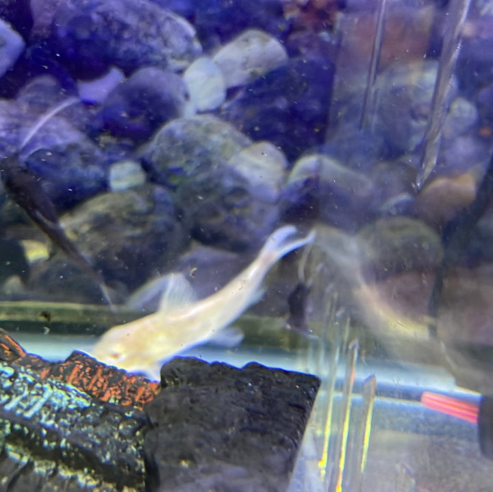 Albino multipunctatus Synodontis Catfish (Synodontis multipunctatus)