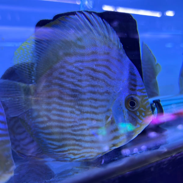 Wild Blue Face Heckel Discus (Symphysodon aequifasciatus)