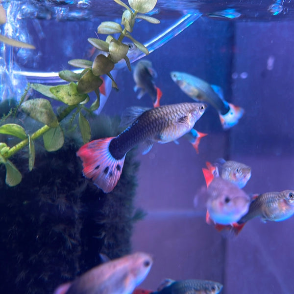 Super Red Tuxedo Guppy (Female) (Poecilia reticulata)