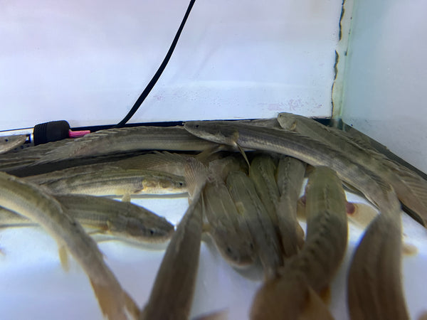 Lapradei Polypterus (Polypterus bichir lapradei)