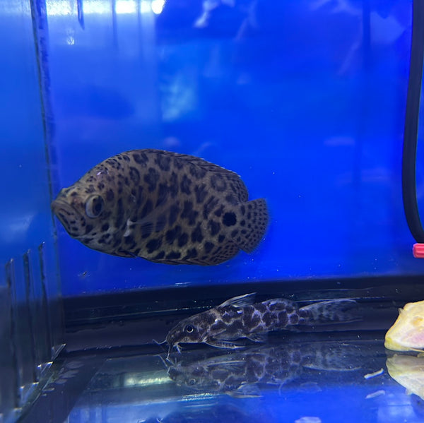 Leopard Bushfish (Ctenopoma acutirostre)