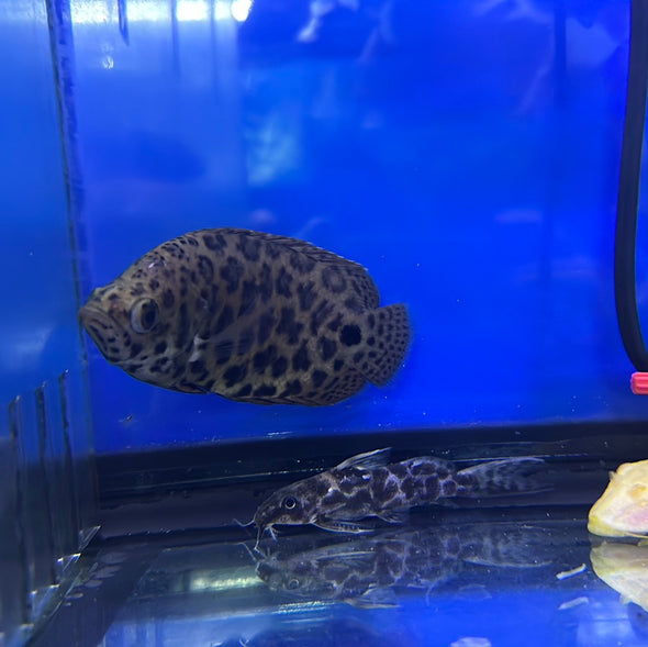 Leopard Bushfish (Ctenopoma acutirostre)