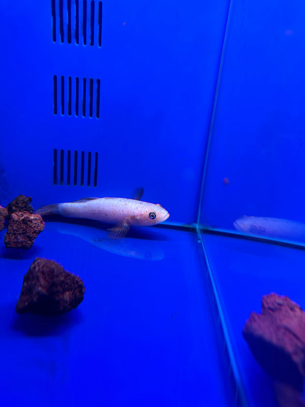 Platinum Spangled Gudgeon