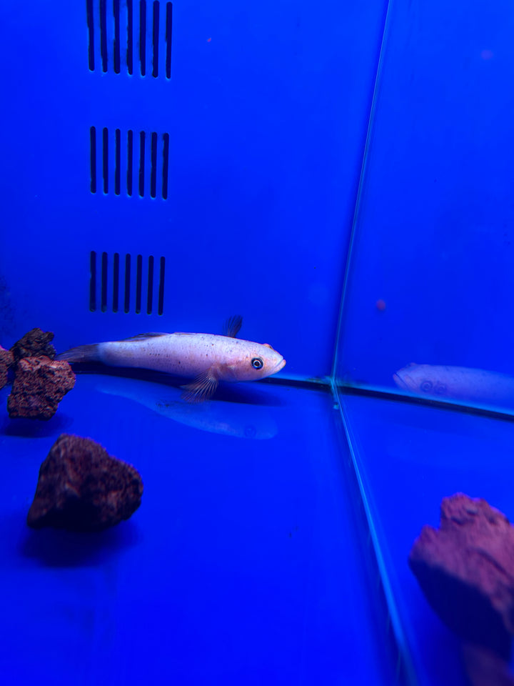 Platinum Spangled Gudgeon