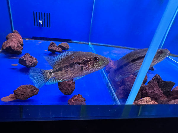 Dovii Cichlid ( Parachromis dovii )