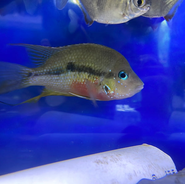 Ellioti's Cichlid (Thorichthys ellioti)