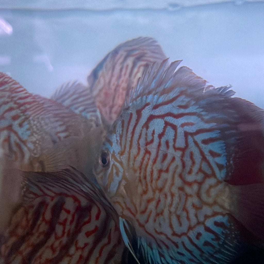 Tiger Turquoise Discus (Symphysodon aequifasciatus) – monsteraquariumonline