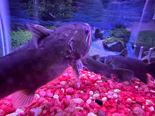 Gulper Catfish (Asterophysus batrachus)