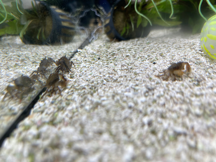 Pom Pom Crab (Ptychognathus barbatus)