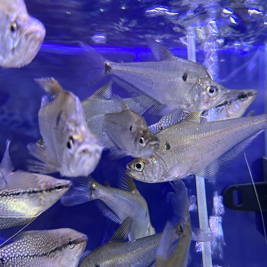 Glass Headstander ( Charax Gibbosus )