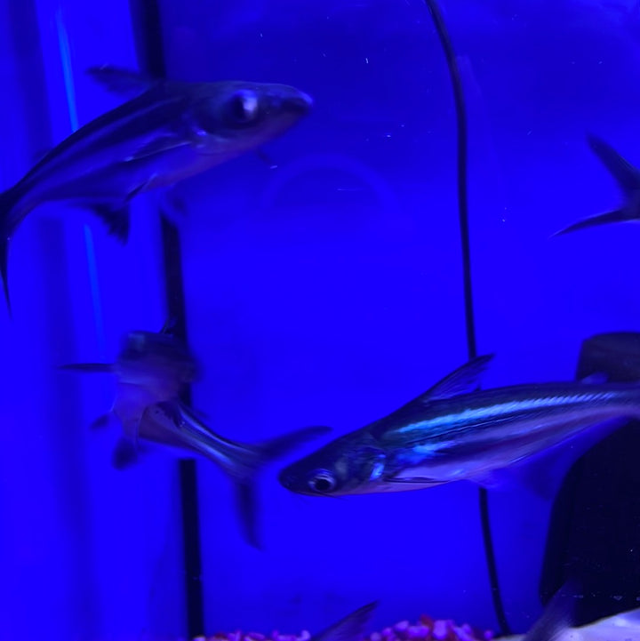 Iridescent Shark (Pangasianodon hypophthalmus)