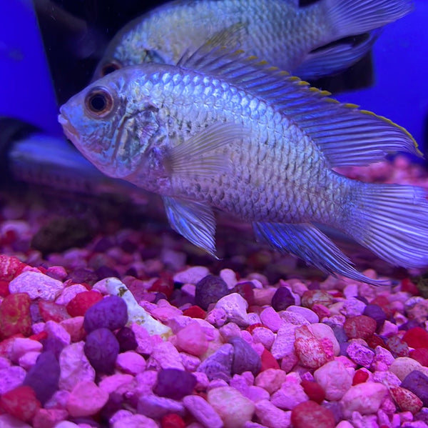 Electric Blue Acara (Andinoacara sp)