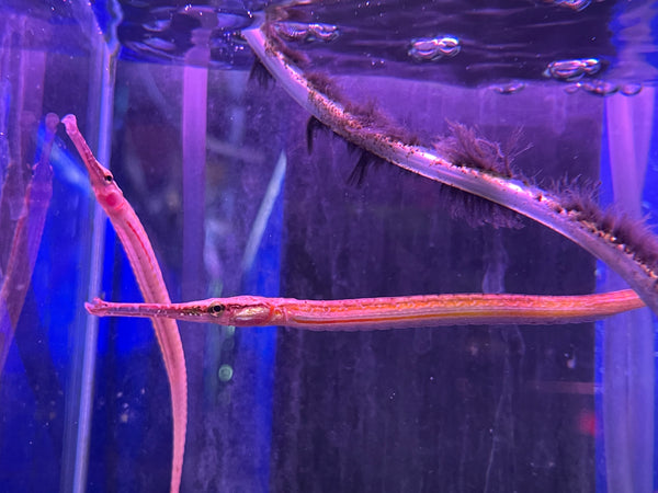 Short tailed Pipe Fish