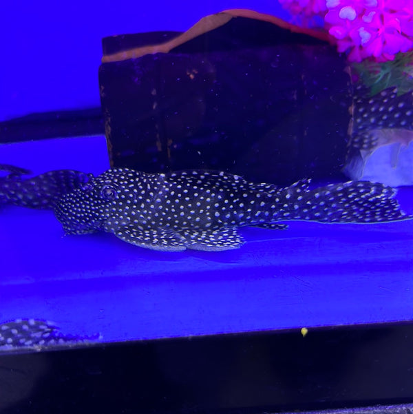 L29 Vampire Pleco (Leporacanthicus galaxias)