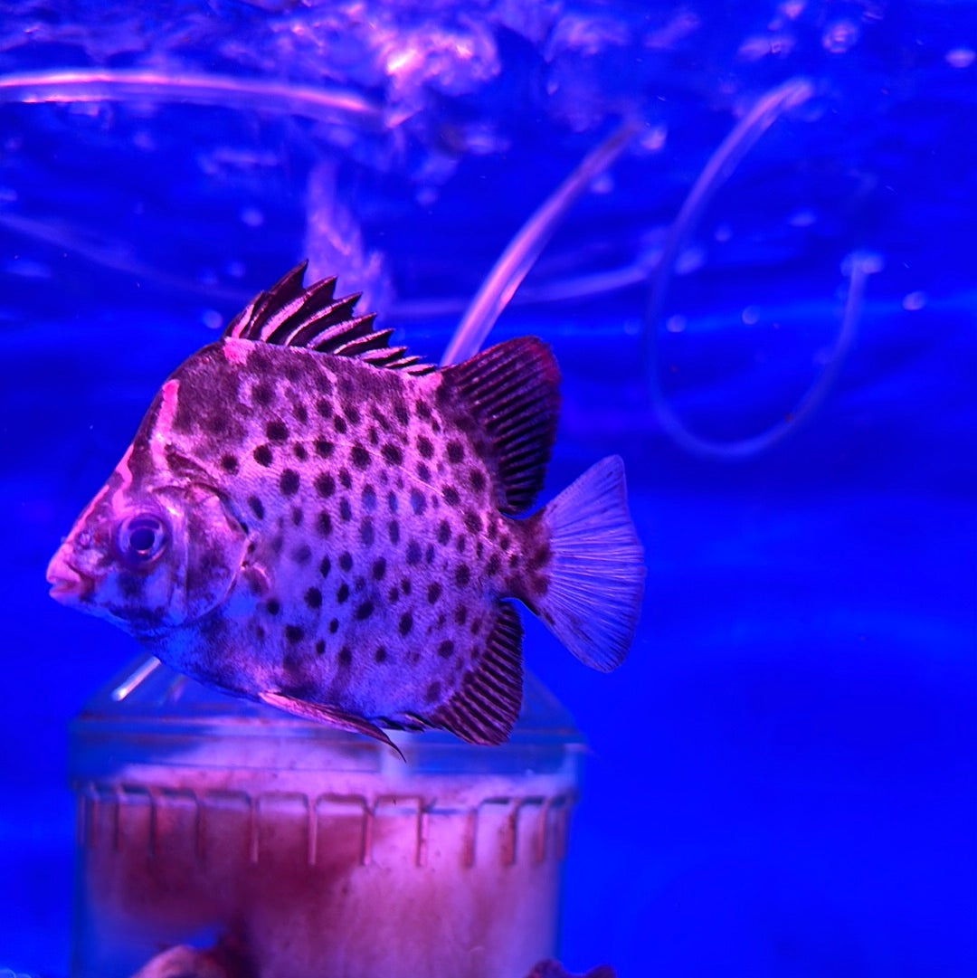 Buy Rare Oddballs Fish Online Monster aquarium