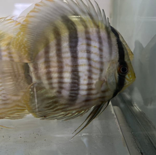 Wild Heckel Discus (Symphysodon aequifasciatus)