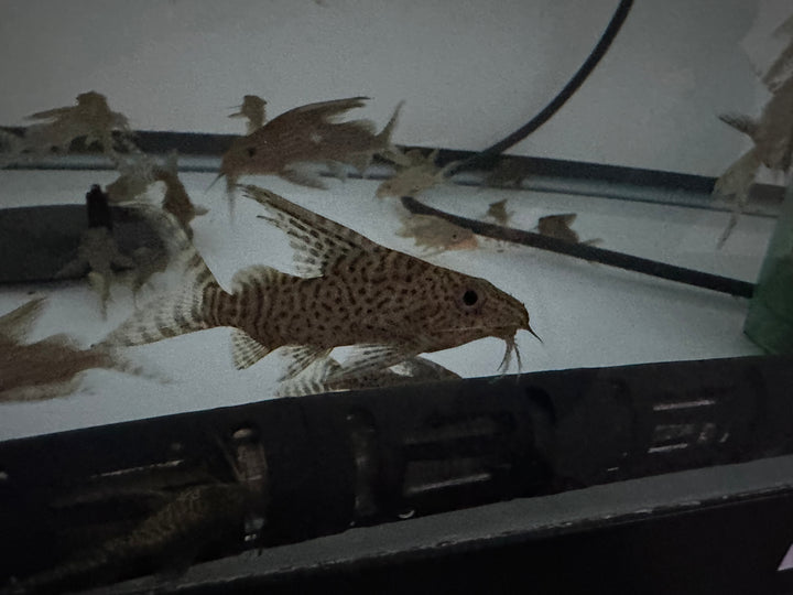 Eupterus Synodontis Catfish (Synodontis eupterus)