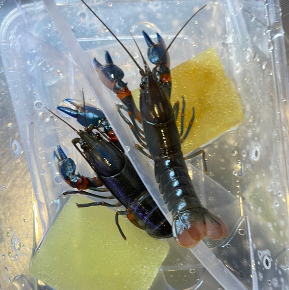 Blue Kong Crayfish (Cherax alyciae) ONLY FEMALES